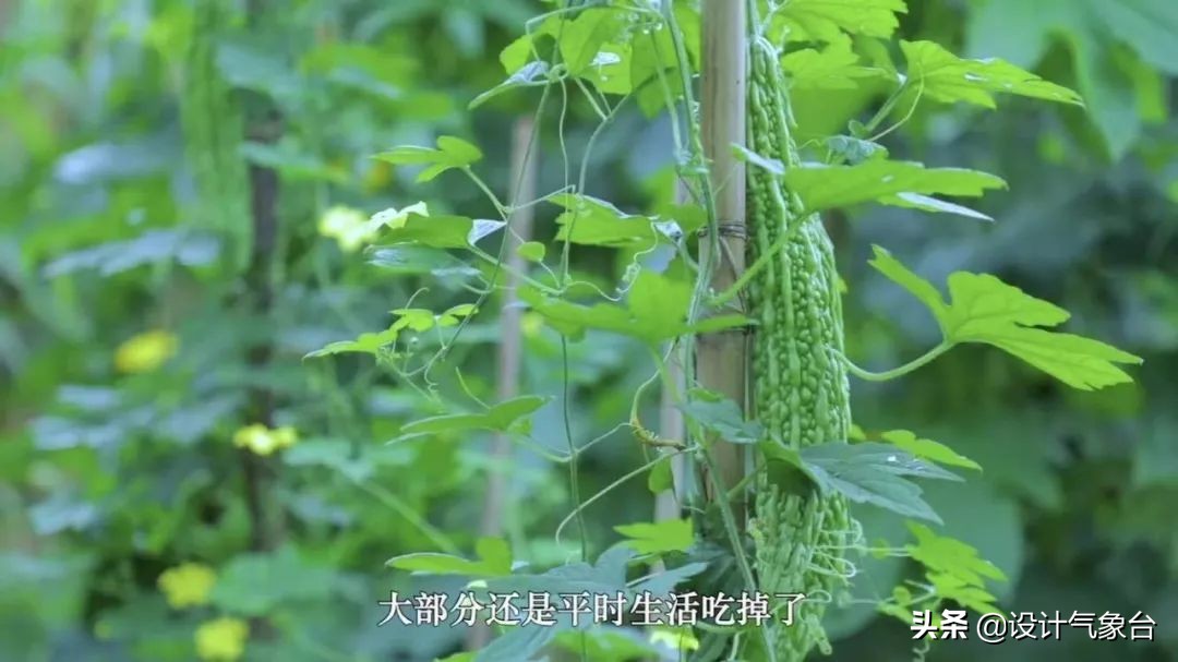 李子柒生活大揭秘,多少人羡慕李子柒的生活