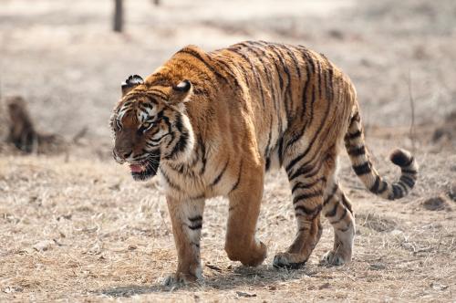 鳄龟的天敌是谁,鳄龟在野外几乎没有天敌