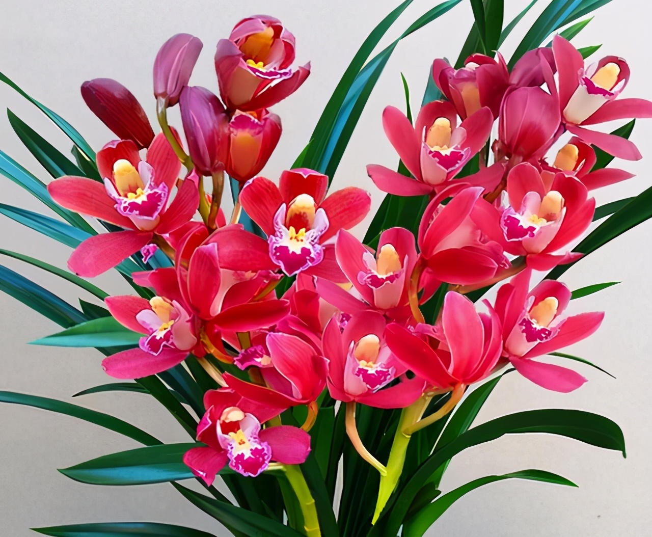 名贵兰花品种名称及图片欣赏,名贵兰花常见品种介绍图片