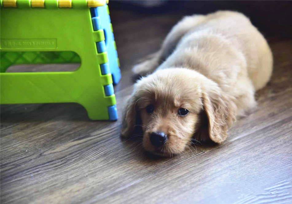 辟谣，山羊奶比牛奶更适合宠物，这一传言背后，其实暗藏风波