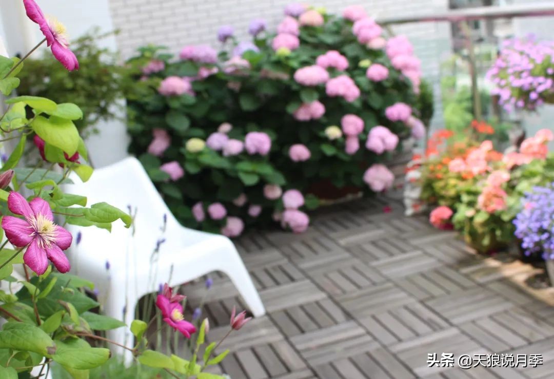 如何打造四季开花的花园,如何打造四季都有花的花园