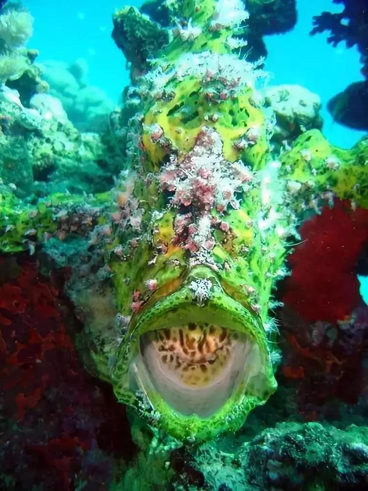 世界上最惊艳的海底照,100张绝美的海底照片