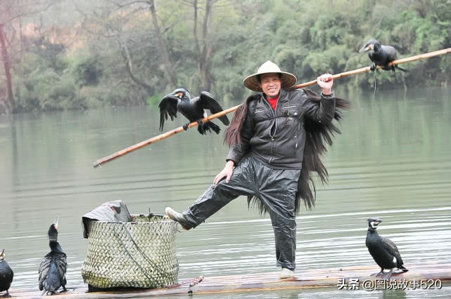 鱼鹰入水抓鱼,鱼鹰抓鱼有多厉害