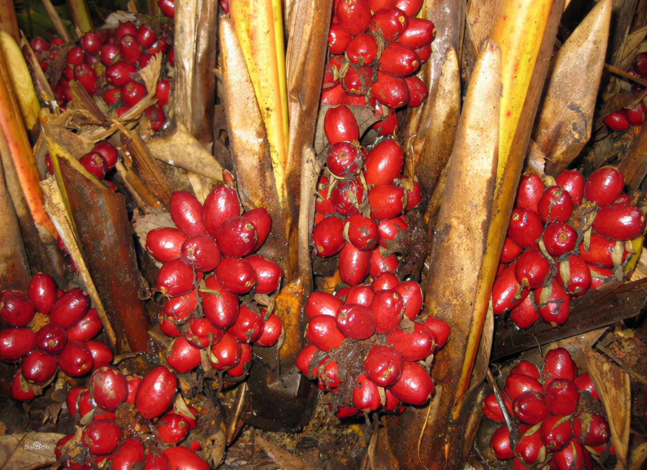 草果：调料界的“背锅侠”，常被误认成*粟罂**，1斤35元南方才有种