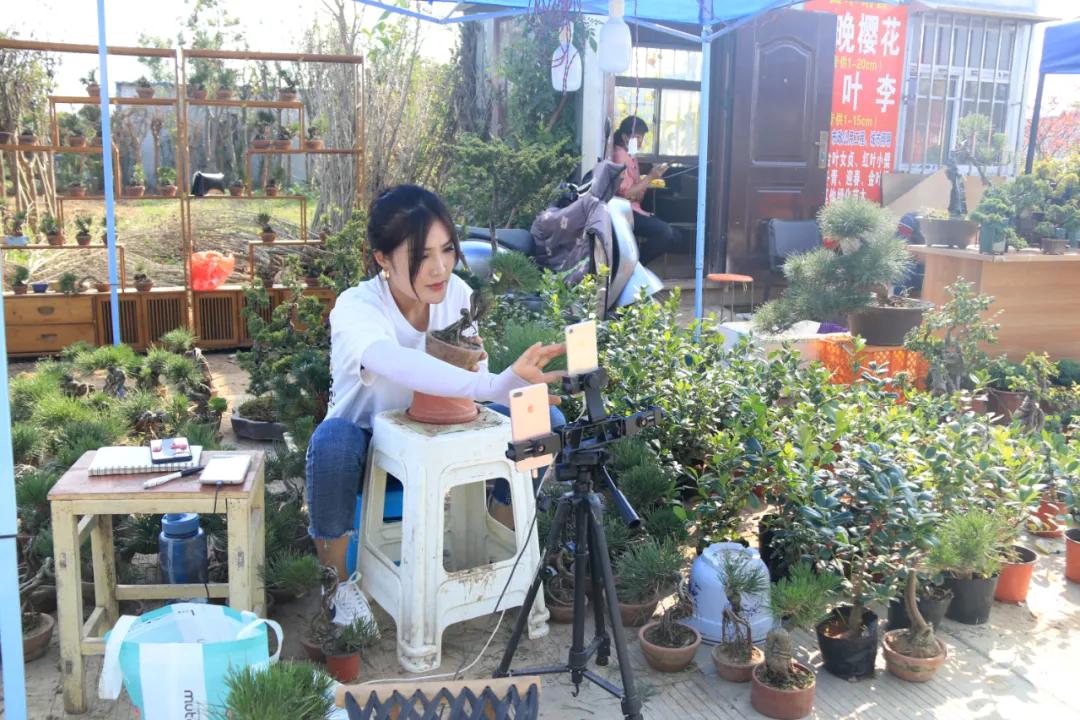 花木盆景活动,秋冬季花木节盆景展