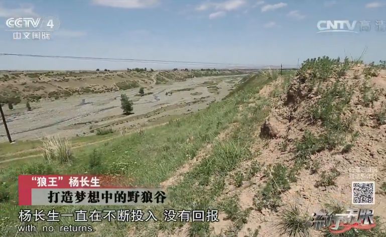 养狼20年养成二哈,养狼养二哈