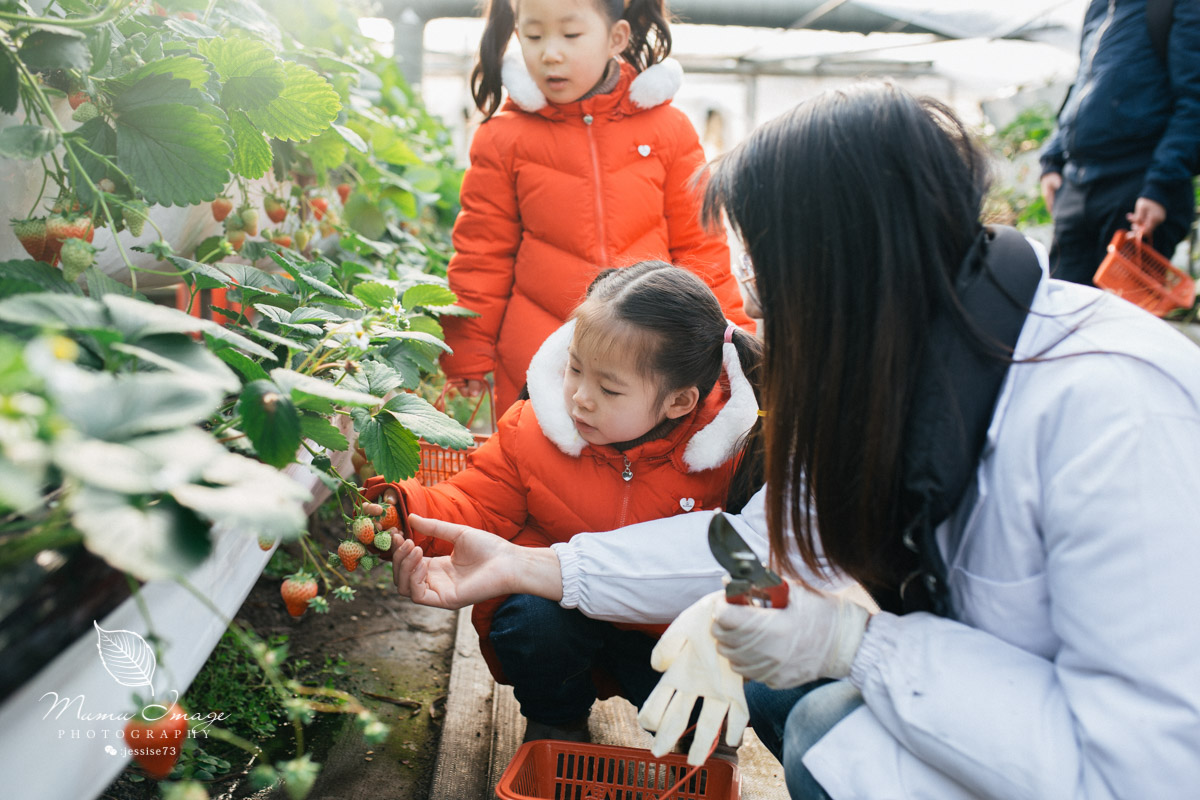 几百亩草莓采摘基地，无销售，不够卖，老板：绿色天然无公害