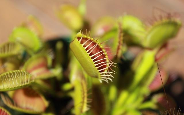 捕蝇草养护的视频,捕蝇草养护
