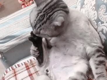 什么精油对猫有危害,猫咪精油有必要用吗