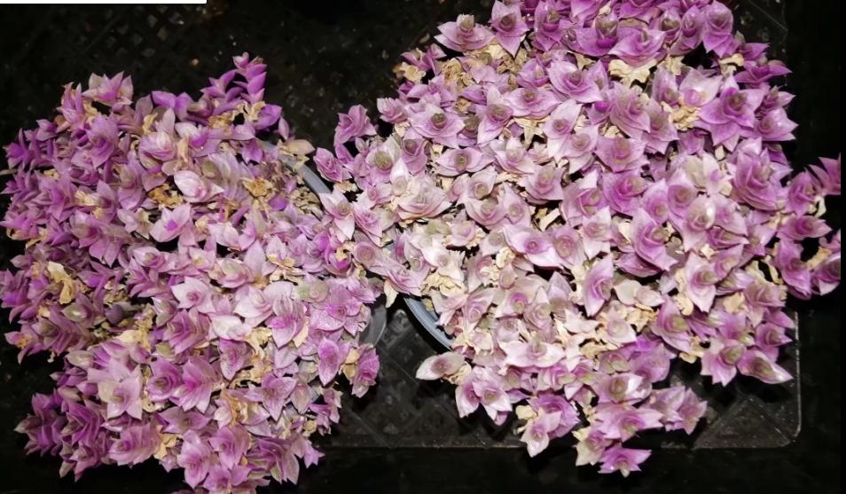 多肉养出状态来有多美？这102种多肉控养上色之后美呆了