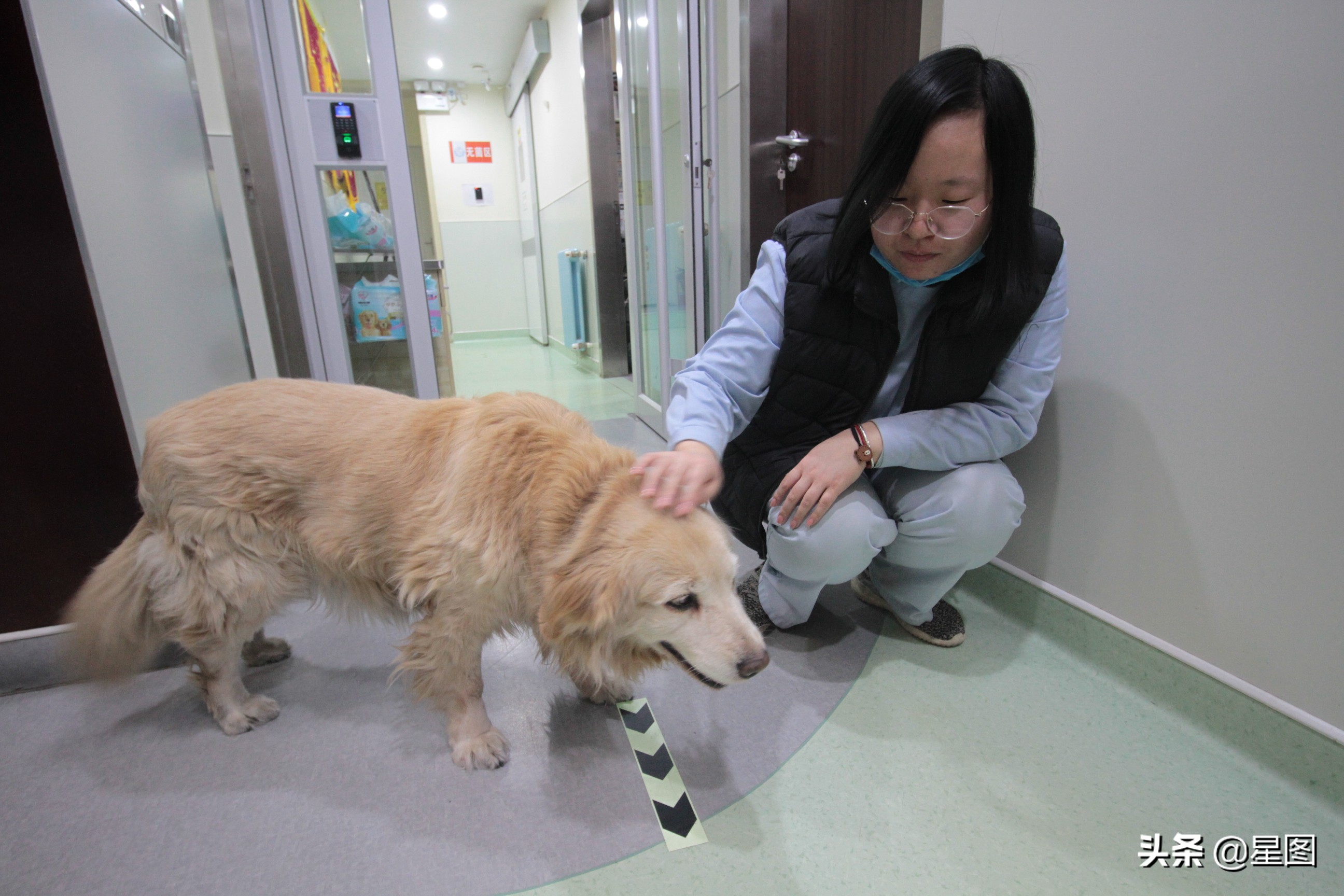 家庭式宠物猫寄养前景,猫舍年关寄养费