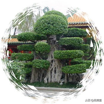 丛林式盆景欣赏,盆景欣赏及制作