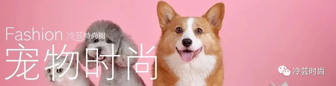 宠物新兴行业前景如何,宠物行业未来赚钱机会在哪