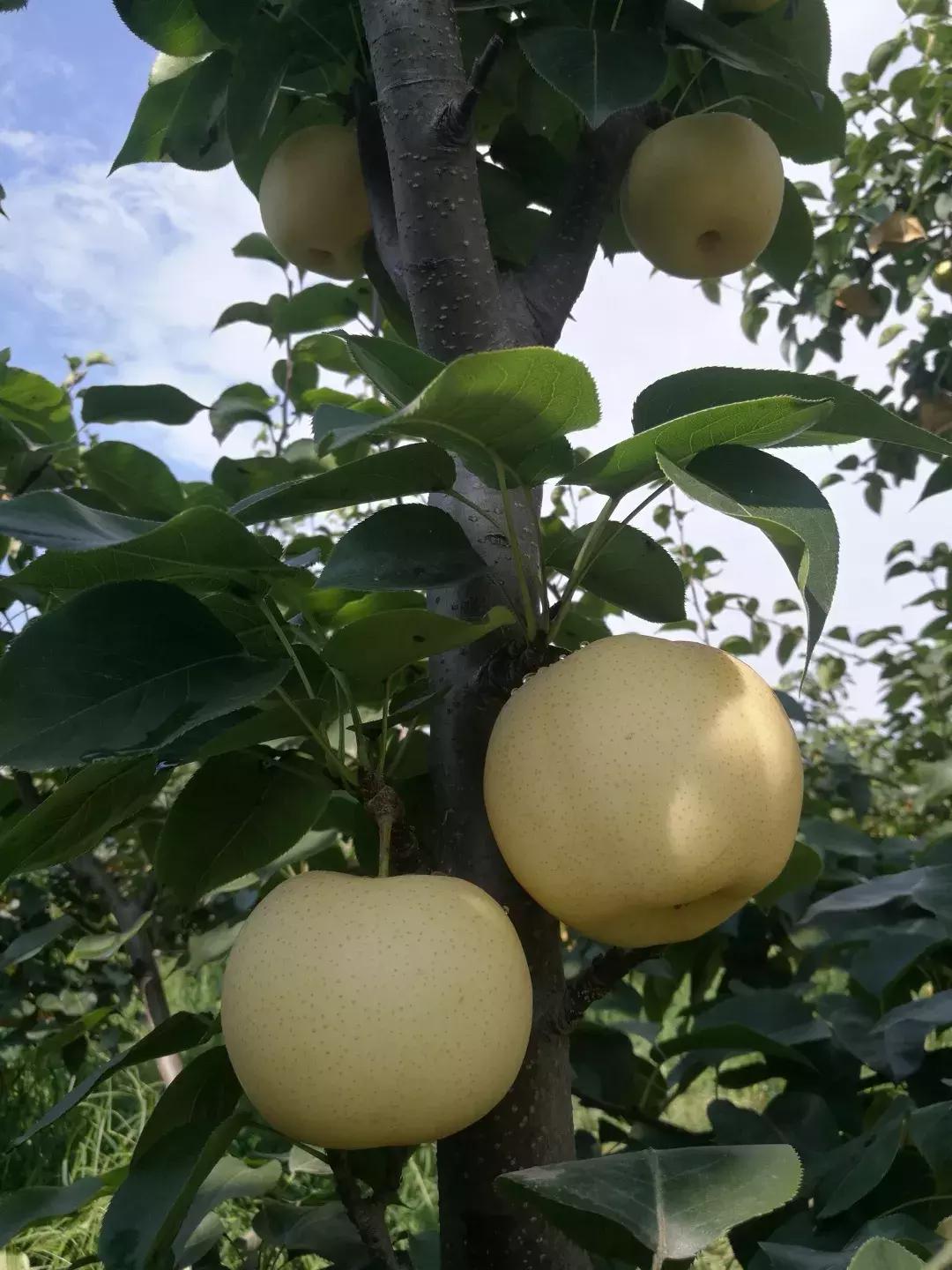 她放弃上万年薪回乡照顾痴呆公公,她放弃美国百万年薪来到中国