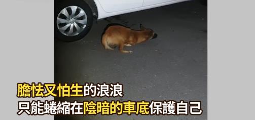 流浪狗脚萎缩只能「袋鼠跳」,生存艰难,终被好心人在车底发现