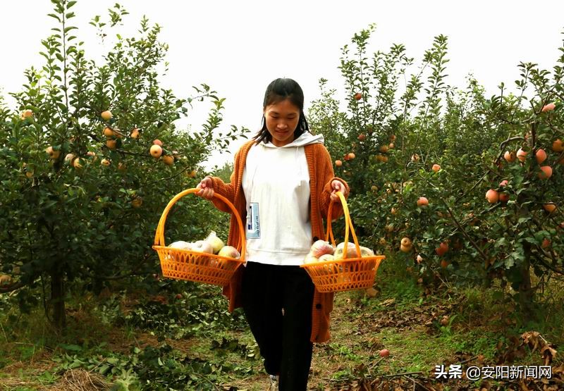 果园采摘新疆阿克苏糖心苹果,老家果园的苹果熟了欢迎来品尝