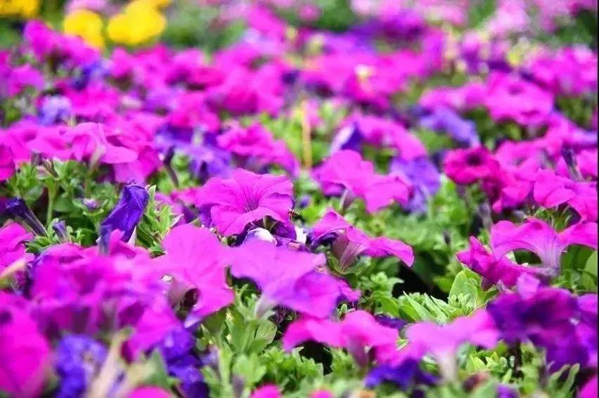 郑州春节周边景区免费景点大全,春节赏花的好去处