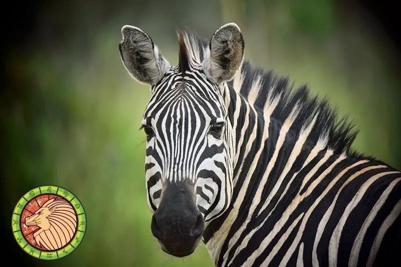 十二星座运势野兽,如何知道自己星座最适合的动物