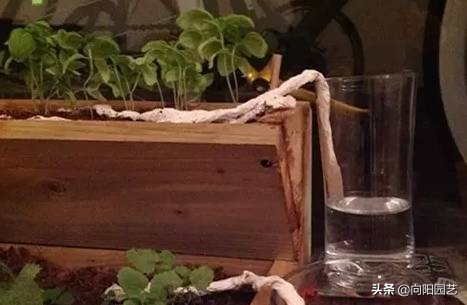 自制夏天自动浇水简易装置,自制室内无人自动浇水神器