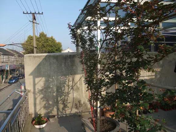 藤本月季秋季怎么修剪才会花墙,最丰花多季开花的藤本月季