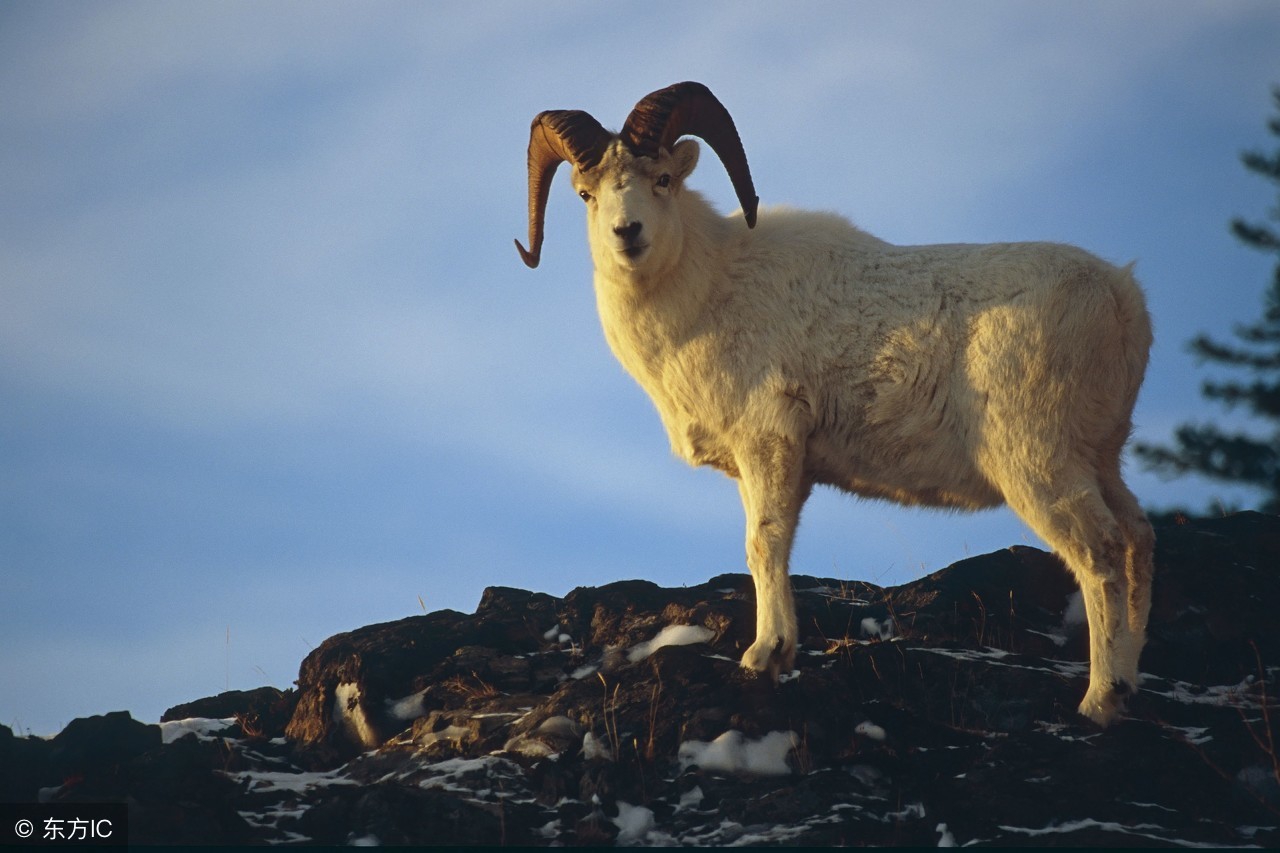 养山羊50只羊羔一年赚多少钱,养殖100只山羊一年成本分析