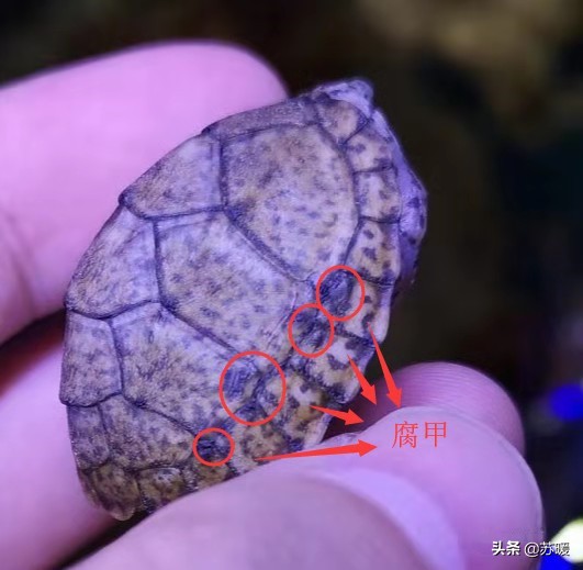 乌龟腐甲腐皮最佳治疗方法,乌龟脱皮和水霉病的区别