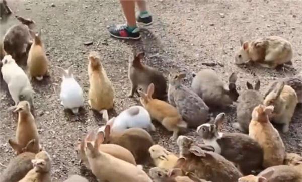 为解决澳洲泛滥成灾的兔子,直接出动轰炸机,四川人:暴殄天物