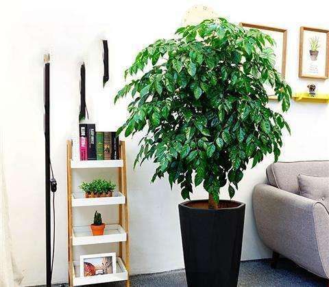 怎么挽救幸福树叶片干又黄,幸福树叶黄怎么处理