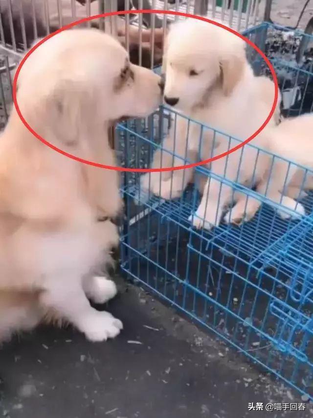 金毛看见小孩哭闹的视频,金毛在路上认出了主人