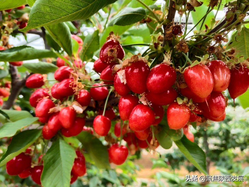 大棚樱桃成熟助农增收,樱桃采摘合作社助农增收