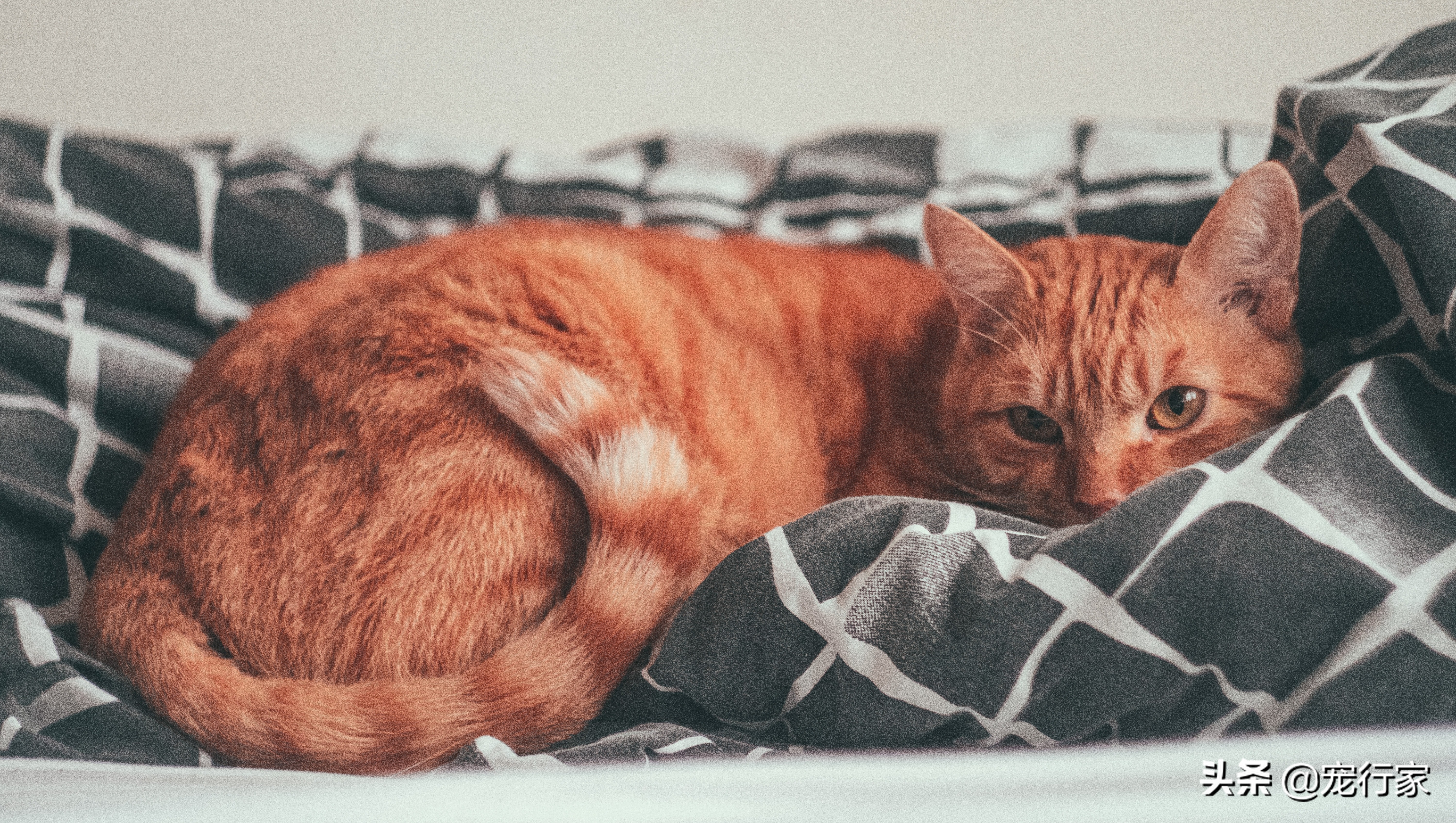 天气突然降温猫这两天一直吐为啥,天冷猫为什么这么怕冷