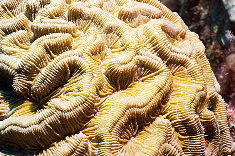 珊瑚缸正确养殖方法,珊瑚缸要怎么维持好水质