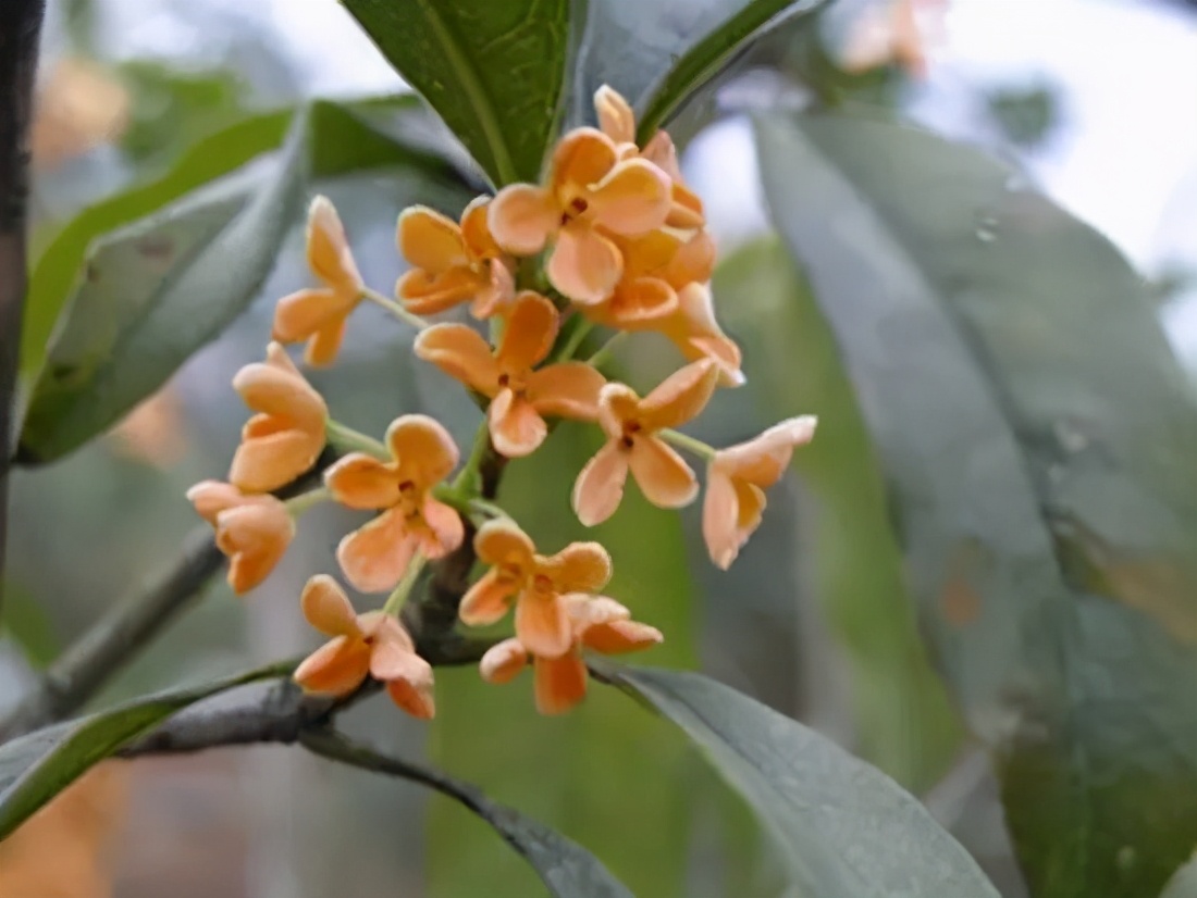 桂花发了好多新芽,桂花品种对比一览表