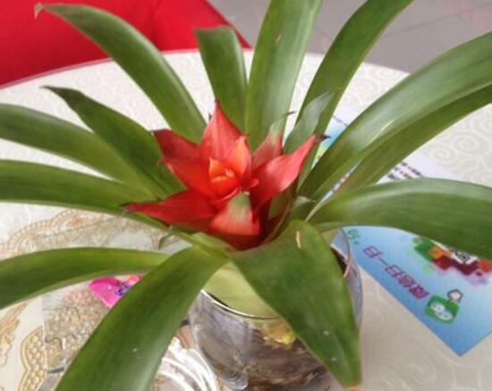 鸿运当头叶子卷叶是怎么回事,鸿运当头叶子为什么会卷起来