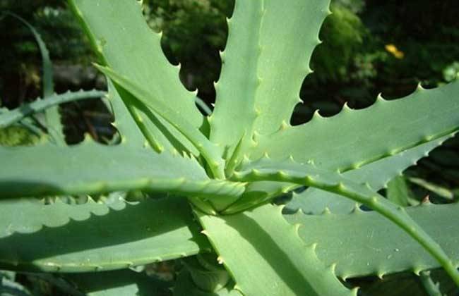 养的芦荟有什么作用,芦荟真的要养10多年才能用吗