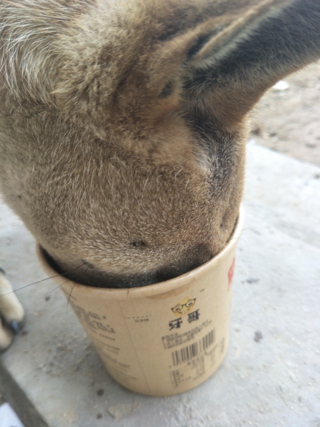 关于狗狗的小知识的小视频,关于狗狗的科普小知识