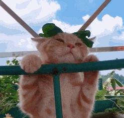 打麻将搞笑gif图片大全,打麻将三缺一的搞笑图片