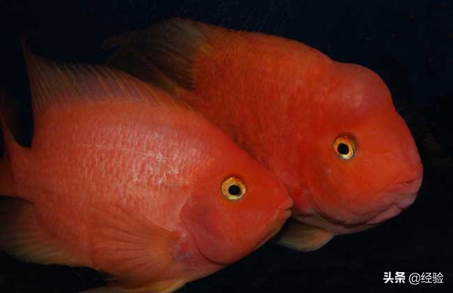 鹦鹉鱼变黑得黑斑病怎么办,鹦鹉鱼变黑了要用什么药