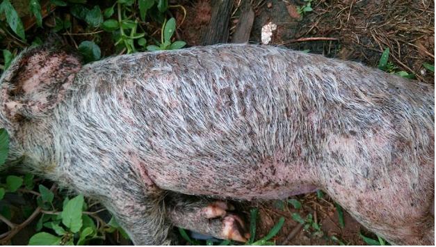 猪渗油性皮炎怎么治,猪皮肤病怎么涂药