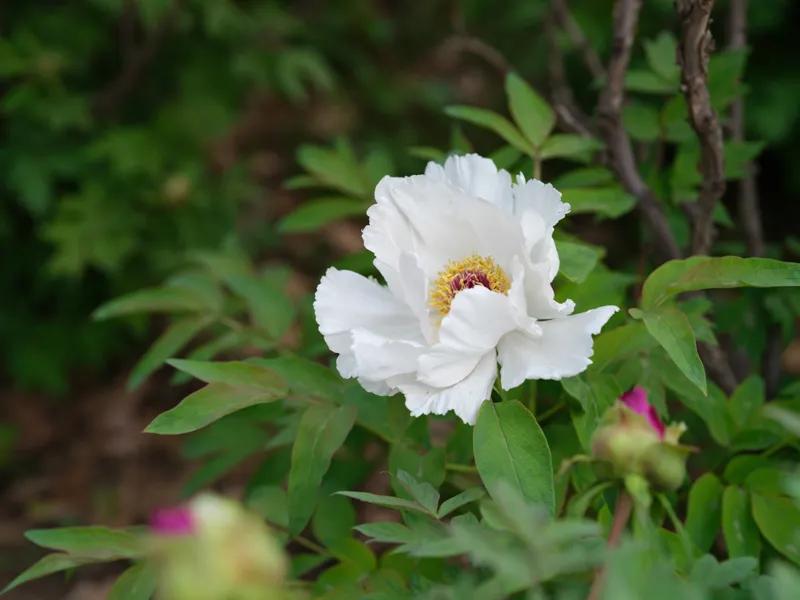 刮痧祛三焦湿热,刮痧头部两侧胆经