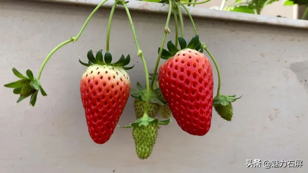 石屏坝心摘草莓,石屏草莓采摘园