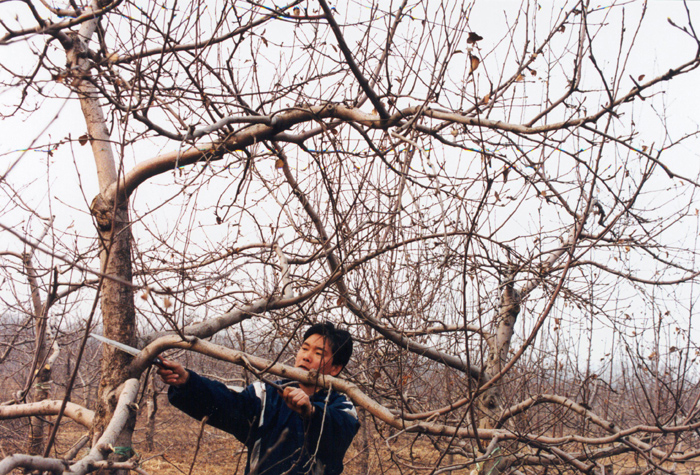 春季苹果树的管理技术视频播放,苹果树的春季管理打什么药