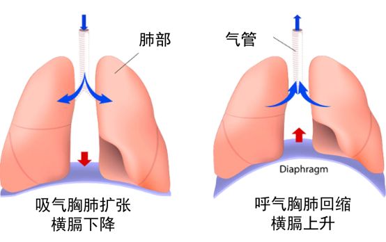 鑻忕偝娣诲惞姘旂悆鑵瑰紡鍛煎惛,鑻忕偝娣诲惞姘旂悆鑵瑰紡鍛煎惛瑙嗛