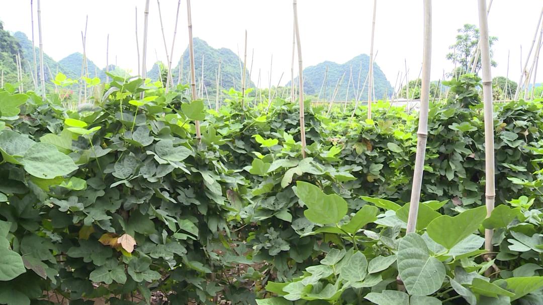 【阳朔人阳朔事】村里的“大个子”书记,乡亲们的好“亲戚”