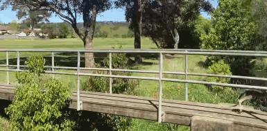 吃国宝吗？袋鼠泛滥成灾，站起来就像个一米九的壮汉打拳击