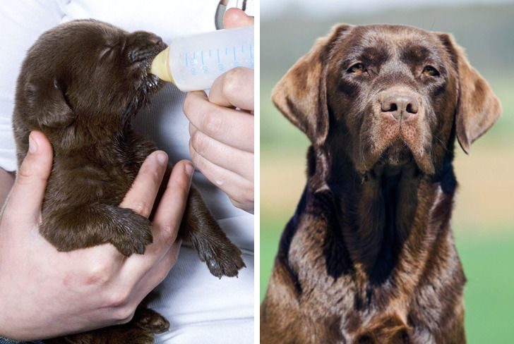 比特犬力量和其他犬种对比,聪明狗狗排行比特犬