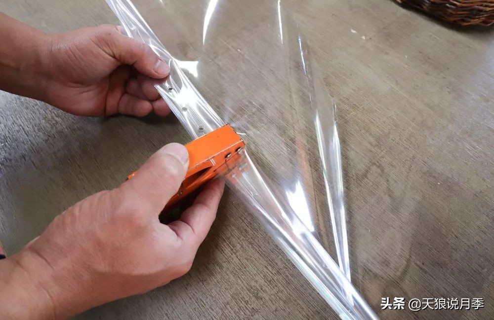 三色堇花卉盆栽,四季开花盆栽三色堇