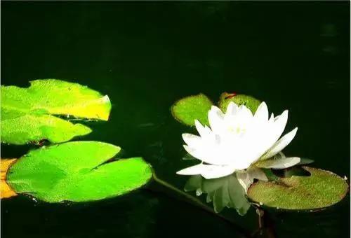 潘金莲花之月表达什么情感,恨锁金瓶潘金莲