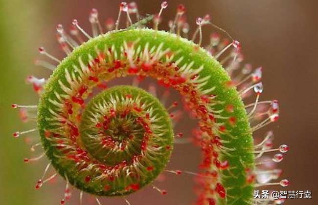 自然界中会“捕猎”的食虫植物,十种可以捕食虫子的植物