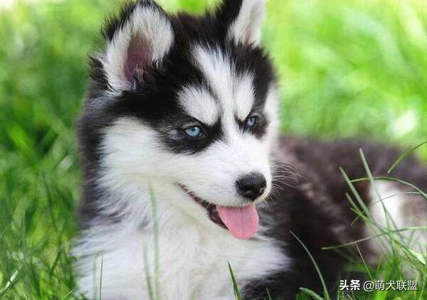 给阿拉斯加幼犬吃什么好呢,阿拉斯加美毛狗粮